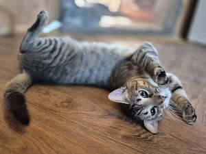 Kätzin 117755 stellt sich vor