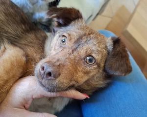 Zuhause gesucht für die bezaubernde Lucy...