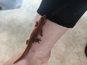 0.3 Bavayia septuiclavis 2023