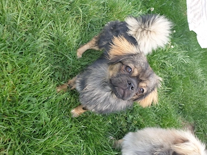 Kesse Wuschelmaus sucht