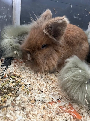 Kaninchen mit Stall abzugeben 