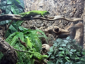 Fidschi Leguan (Brachylophus Fasciatos)