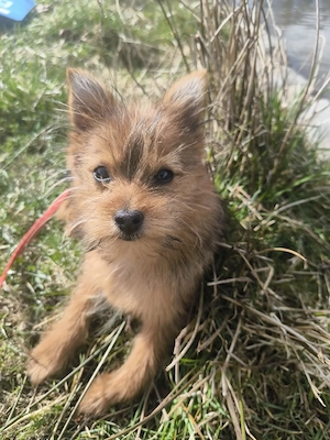  Traumhafter  Dobby : Einzigartiger Yorkie-Pom Mix sucht sein Für-Immer-Zuhause!