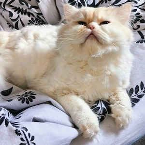 Perser Kater light Lilac Weiss 1 jahr