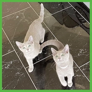 Abgabebereit!Reinrassige Russisch Blau Kitten mit Stammbaum