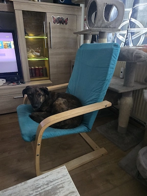 bosco kastrierter rüde sucht zuhause Bild 2