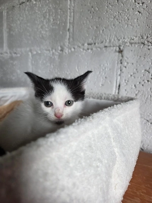 kitten Katze Kater Tierschutz Bundesweite Vermittlung 