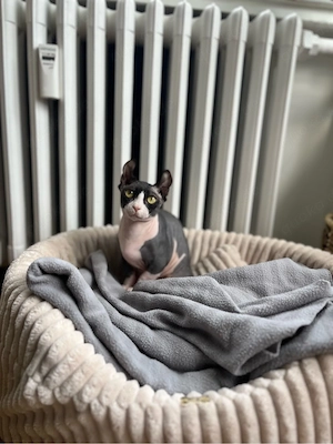 Bambino Dwelf Mädchen sucht neues Zuhause 