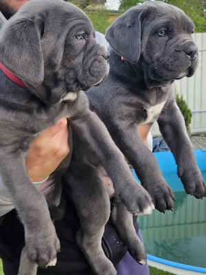 Cane Corso Welpen 