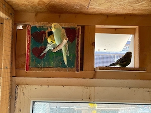 Wellensittich Hähne 