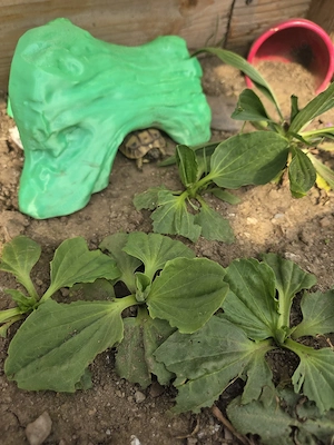 Griechische Landschildkröten NZ 2025