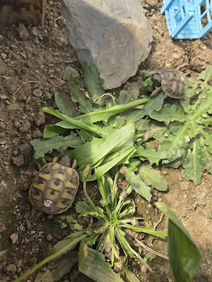 Griechische Landschildkröten NZ 2025