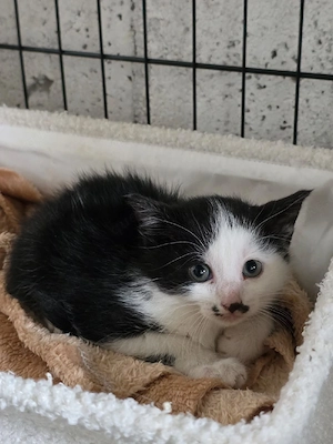 Kitten Katze Tierschutz Bundesweite Vermittlung 