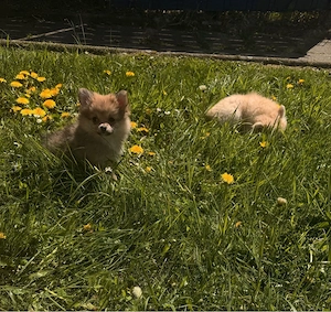  Wunderschöne Pomchis suchen Dich   