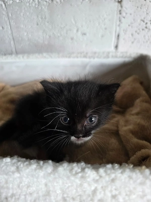 Kitten Katze Kater Tierschutz Bundesweite Vermittlung 