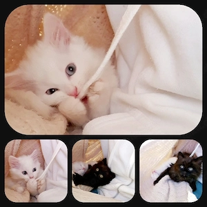 Angora-Perser-Katerchen 