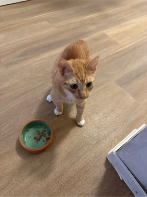 babykatzen zu verkaufen 