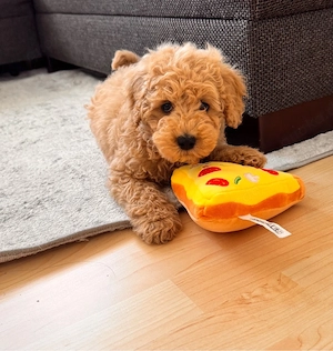 Zuckersüßer Zwergpudel Rüde sucht ein liebevolles Zuhause