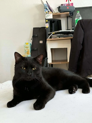 katzer sucht neue Wohung