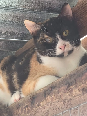 Katze kastriert Tierschutz Bundesweite Vermittlung 