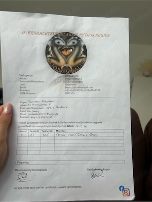 Königspython Bild 4