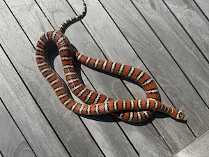 1:1 Lampropeltis Pyromelana Knoblochi   Osborne Typ 2 - Zuchtpaar - 