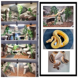    Königspython-Gruppe abzugeben   mehrere seltene Morphs (Bestandsauflösung)