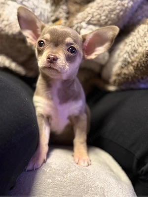 chihuahua hündin