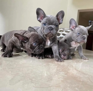 Französische Bulldogge welpen