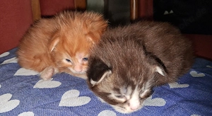 2 süsse maine coon kitten