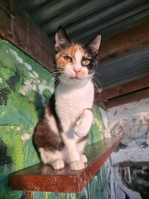 Katze Kastriert Tierschutz Bundesweite Vermittlung  Bild 4