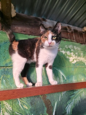 Katze Kastriert Tierschutz Bundesweite Vermittlung  Bild 5