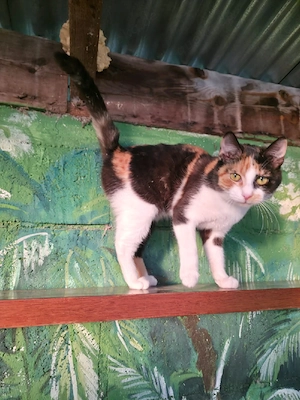 Katze Kastriert Tierschutz Bundesweite Vermittlung  Bild 10