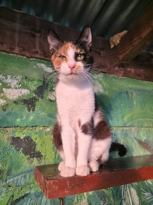 Katze Kastriert Tierschutz Bundesweite Vermittlung  Bild 8