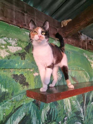 Katze Kastriert Tierschutz Bundesweite Vermittlung  Bild 9