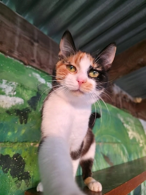 Katze Kastriert Tierschutz Bundesweite Vermittlung  Bild 2