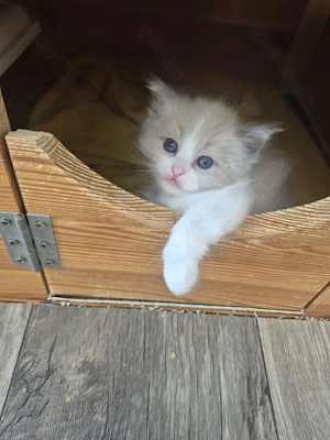 Wunderschöne Ragdoll Kitten mit Stammbaum 