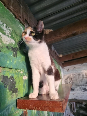 Katze Kastriert Tierschutz Bundesweite Vermittlung  Bild 7