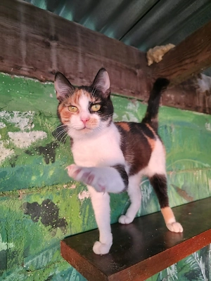 Katze Kastriert Tierschutz Bundesweite Vermittlung  Bild 6