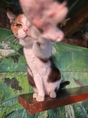 Katze Kastriert Tierschutz Bundesweite Vermittlung  Bild 3