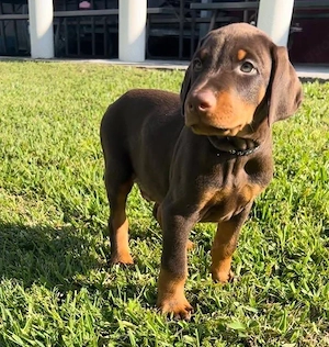 Darf ich vorstellen: unser stattlicher, 12 Wochen alter Dobermann-Rüde.