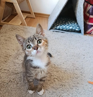 Kleine Kätzin Mia sucht ein Zuhause