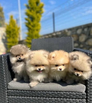 Sweeet Zwergspitz Pomeranian welpen