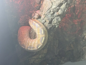 Zwei Königs phytons zu verkaufen 