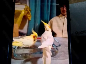 Nymphensittiche ( Lutino) Pärchen 