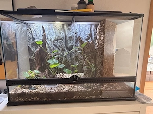 Terrarium Exoterra Kronengeckos