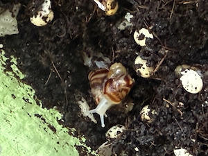 Achatschneckenbabys Bild 9