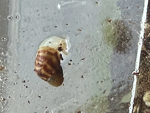 Achatschneckenbabys Bild 7