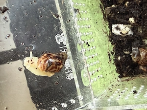 Achatschneckenbabys Bild 4