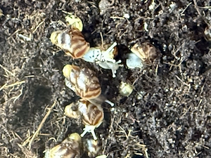 Achatschneckenbabys Bild 6
